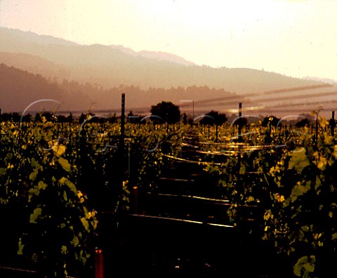 New vineyard of Rubicon Estate formerly Niebaum   Coppola Rutherford Napa Valley California