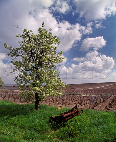 Spring blossom on tree by vineyard on the north slopes of the Montagne de Reims at ChignylesRoses Marne France   Champagne