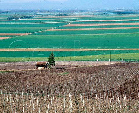 Vineyards in midApril on the eastern slopes   of Mont Aim at BergreslsVertus   Marne France  Cte des Blancs  Champagne