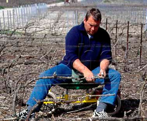 Tying up Pinot Noir vines in April in a vineyard  of Champagne Bollinger at AvenayValdOr Marne France   Champagne