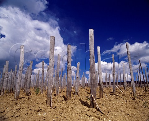 Bollingers Croix Rouge vineyard in midApril   Planted entirely en foule the grapes from the   ungrafted Pinot Noir vines are used   for their Vieilles Vignes Franaises    Bouzy Marne France   Champagne