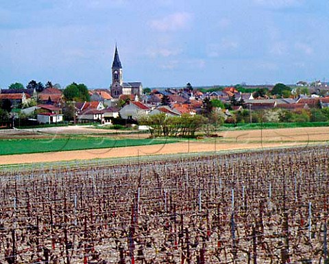 Vineyard in midApril at Bouzy Marne France     Champagne