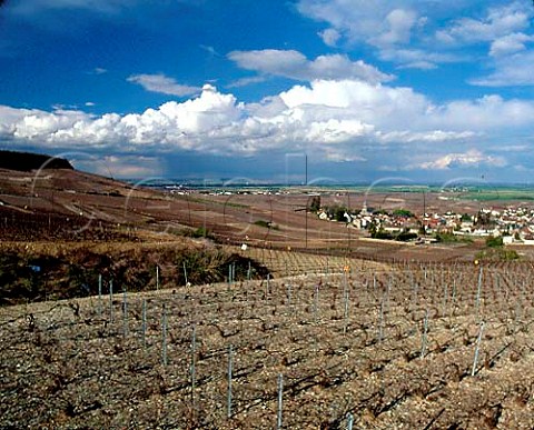 Chardonnay vineyards in midApril  view north over   Oger along the Cte des Blancs to Avize Marne   France  Cte des Blancs  Champagne