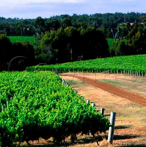 Chardonnay vineyards on Leeuwin Estate   Margaret River Western Australia