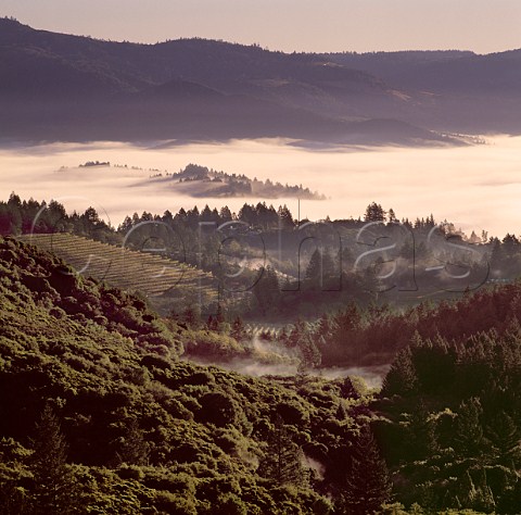 Vineyards above the fog filled Napa Valley at Calistoga California