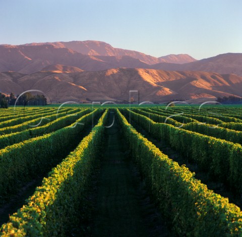 Sauvignon Blanc vines trained on a Scott Henry trellis in Dog Point Vineyard Section 94 Brancott Valley Marlborough New Zealand