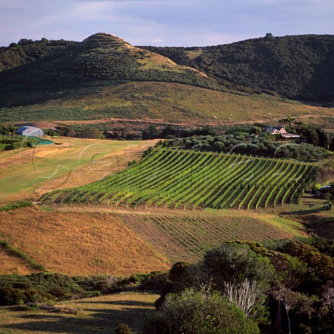 Stonyridge Vineyard and winery   Waiheke Island Auckland New Zealand