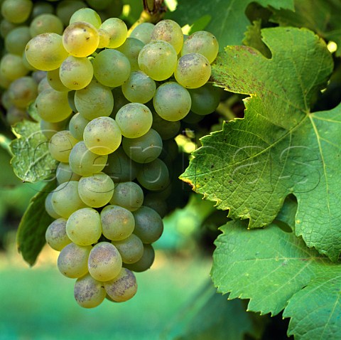 Viognier grapes Marlborough New Zealand