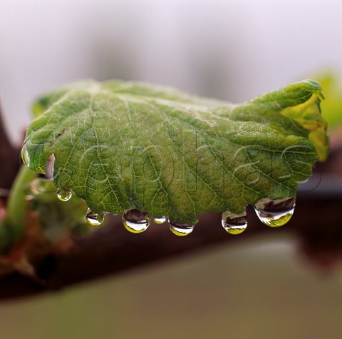 Rain drops on springtime Sauvignon Blanc leaf   Marlborough New Zealand