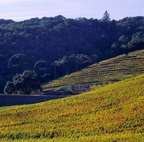 Hillside vineyards along the Silverado Trail  Yountville Napa Co California  Stags Leap AVA