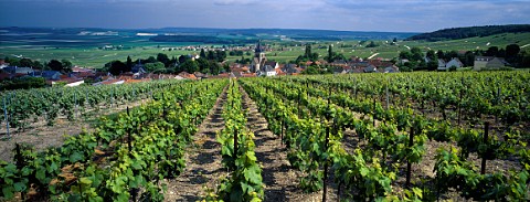 Vineyards around VilleDommange on the northern slopes of the Montagne de Reims Marne France  Champagne