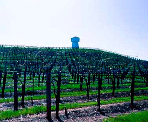 Silver Oak vineyard in the Alexander Valley AVA   Sonoma Co California