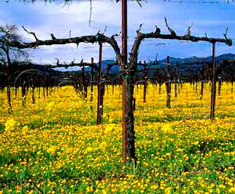 Early spring flowers in vineyard   StHelena Napa Co California
