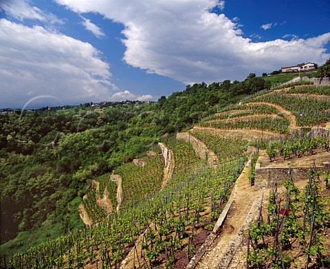 Coteau de Vernon vineyard of Domaine   Georges Vernay Condrieu Rhne France