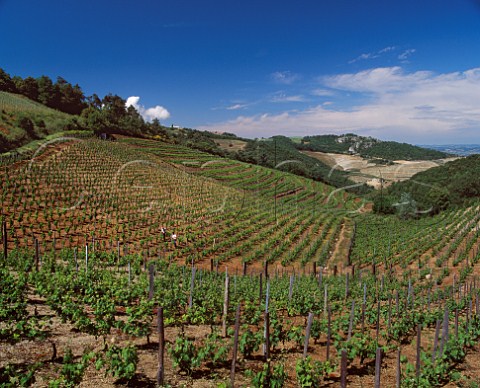 Syrah vineyard of JeanLuc Colombo high in the hills above Cornas Ardche France   AC Cornas