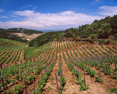 Syrah vineyard of JeanLuc Colombo high in the hills above Cornas Ardche France   AC Cornas