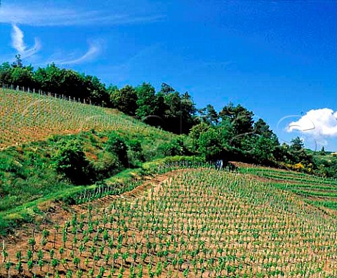 Vineyard of JeanLuc Colombo high in the hills above   Cornas Ardche France   AC Cornas