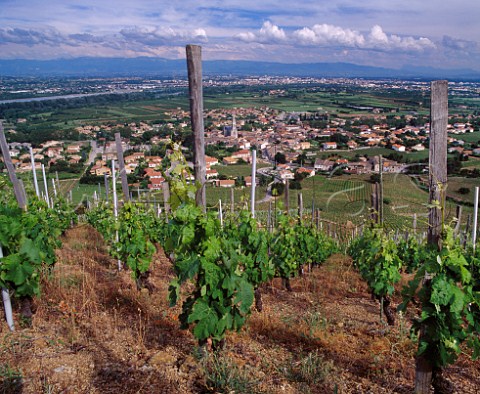 Syrah vines in Tyzier vineyard of   Thierry Allemand above Cornas and the   Rhne Valley Ardche France AC Cornas