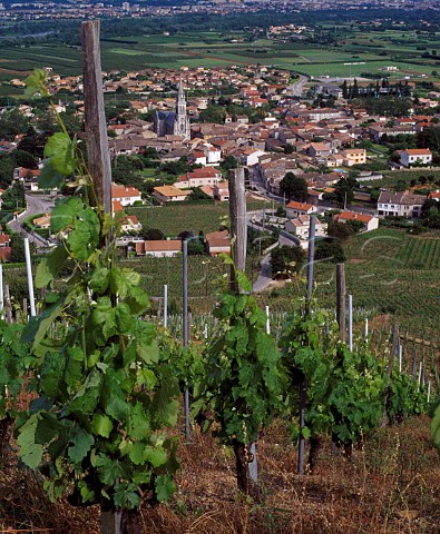 Syrah vines in Tyzier vineyard of   Thierry Allemand above Cornas and the   Rhne valley Ardche France AC Cornas