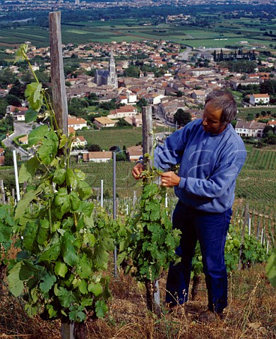 Thierry Allemand tying up Syrah vines in   his Tyzier vineyard above Cornas and the   Rhne valley Ardche France  AC Cornas