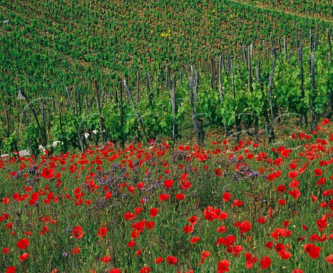 Poppies growing in fallow ground by vineyard on the hill of Hermitage TainlHermitage Drme France  Hermitage