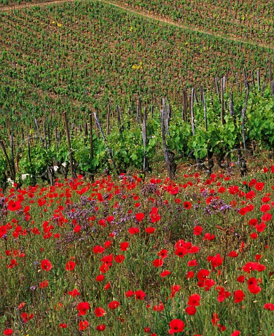 Poppies growing in fallow ground by vineyard  on the hill of Hermitage TainlHermitage Drme France