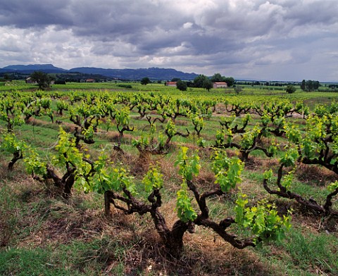 Old Grenache vineyard at Cairanne with the Dentelles de Montmirail in the distance  Vaucluse France Ctes du RhneVillages