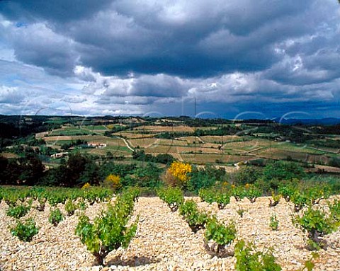 Vineyard landscape at Rasteau Vaucluse France   Rasteau VDN  Ctes du RhneVillages
