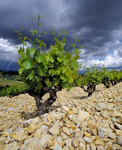 Grenache vines on stoney soil at Rasteau   Vaucluse France   Rasteau VDN  Ctes du RhneVillages
