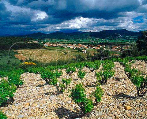 Old Grenache vineyard on stoney soil above Rasteau   Vaucluse France   Rasteau VDN  Ctes du RhneVillages