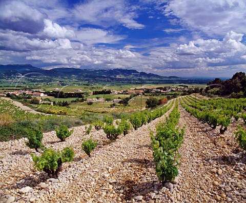 Grenache vineyard on stoney soil above  Rasteau Vaucluse France  Rasteau VDN  Ctes du RhneVillages
