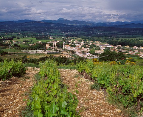 Vineyard above Roaix Vaucluse France  Ctes du RhneVillages