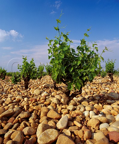 Galettecovered Grenache vineyard of   Chteau de Beaucastel Courthzon   Vaucluse France   ChteauneufduPape