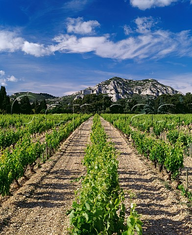 Vineyard of Mas de la Dame on the southern slopes of the Chane des Alpilles near  MaussanedesAlpilles BouchesduRhne France     AC Les BauxdeProvence