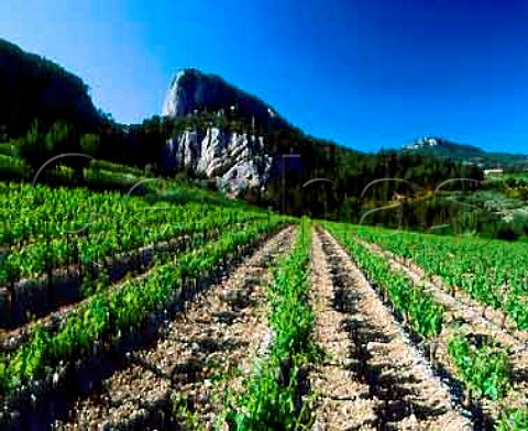 Vineyards on the slopes of the   Dentelles de Montmirail at Lafare   near BeaumesdeVenise Vaucluse France   AC Ctes du RhneVillages