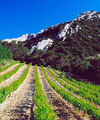 Vineyard of Domaine de Cassan high on the slopes of   the Dentelles de Montmirail Vaucluse France     Gigondas  BeaumesdeVenise  Ctes du   RhneVillages