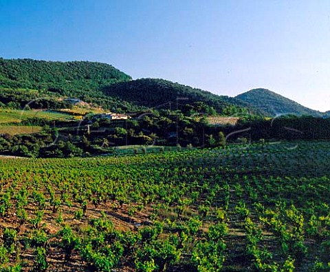 Vineyards on the northwest slopes of the   Dentelles de Montmirail Vaucluse France   AC Gigondas