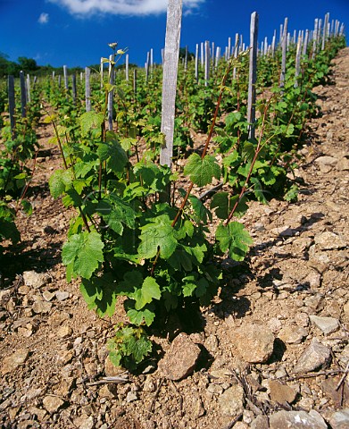 Gamay vines in the decomposedgranite soil of Chiroubles Rhne France  Chiroubles  Beaujolais