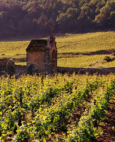 Clos StJacques vineyard of Domaine Armand Rousseau with LavautStJacques beyond GevreyChambertin Cte dOr France Cte de Nuits Premier Cru