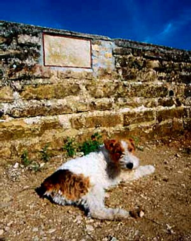 Dog relaxing by the plaque in the   wall of La Tche vineyard  owned by   Domaine de la RomaneConti   VosneRomane Cte dOr France