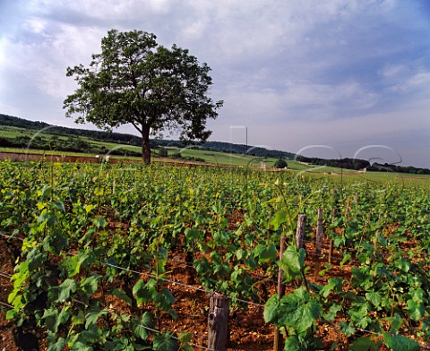 Chardonnay vines in Les Pucelles vineyard of Domaine Leflaive  PulignyMontrachet Cte dOr France Cte de Beaune Premier Cru