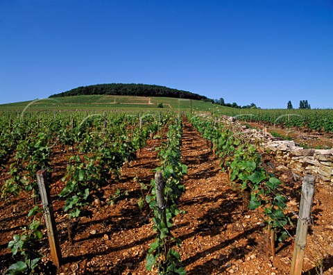 Chardonnay vineyard of Domaine Bonneau de Martray at the foot of the hill of Corton AloxeCorton Cte dOr France  AC CortonCharlemagne