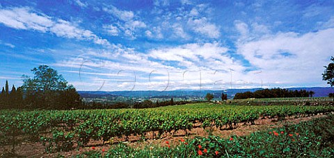 Vineyard of Chteau des Tourettes   the property of JeanMarie Guffens   Verget du Sud near Apt Vaucluse France    Ctes du Lubron  Vin de Pays de Vaucluse
