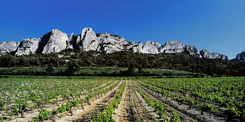 Vineyard on the upper slopes of the   Dentelles de Montmirail Vaucluse France   AC Gigondas
