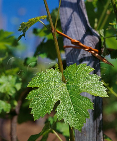 Viognier leaf in vineyard of Georges Vernay  Condrieu Rhne France