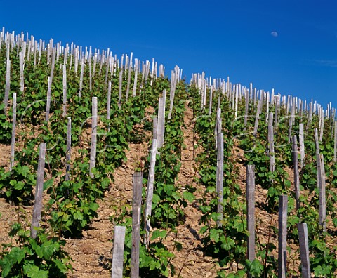 Gamay vines on decomposedgranite soil at Chiroubles France  Chiroubles  Beaujolais