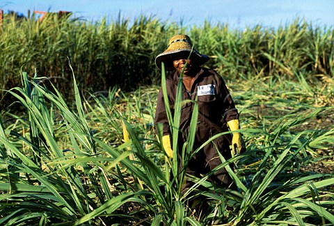 Sugar cane worker Mauritius Mascarene Islands