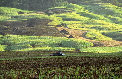 Spraying sugar cane fields Mauritius Mascarene Islands