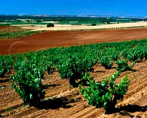 60year old Tinto Fino vineyard of   Dominio de Pingus La Horra   Castilla y Len Spain Ribera del Duero
