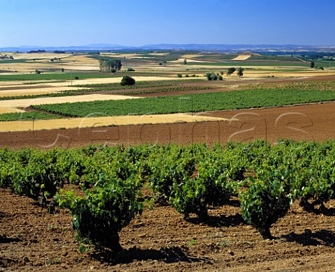 60 yearold Tinto Fino vineyard of   Dominio de Pingus La Horra   Castilla y Len Spain   Ribera del Duero